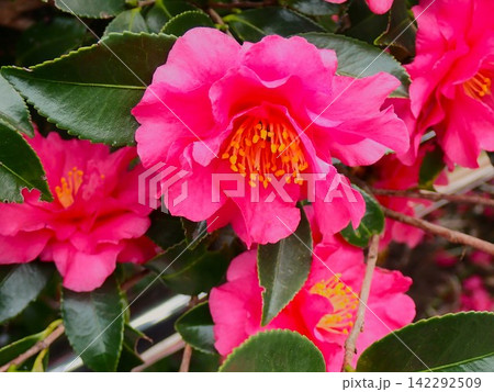 ヤブツバキの花のクローズアップ　伊豆大島 142292509