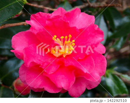 ピンク色のヤブツバキの花　伊豆大島 椿園 142292510