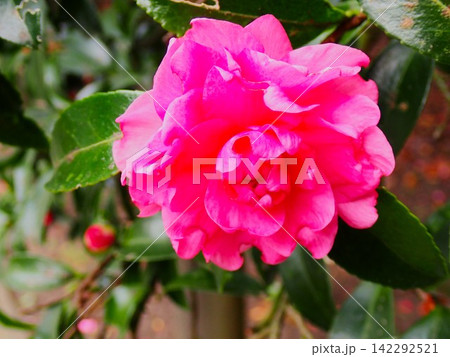 伊豆大島に咲く色鮮やかなツバキの花 142292521