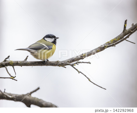 Great tit near National park Podyji, Southern Moravia, Czech Republic 142292968