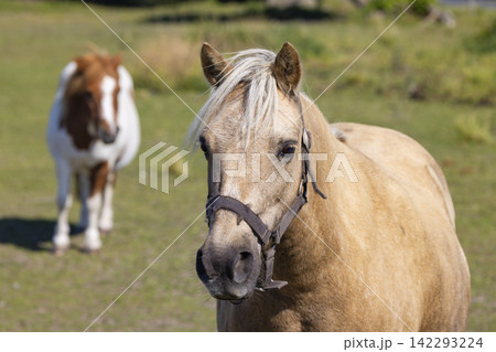 Palomino horse wearing a halter standing in a field with a Shetland pony in the background Palomino horse wearing a halter standing in a field with a Shetland pony in the background 142293224