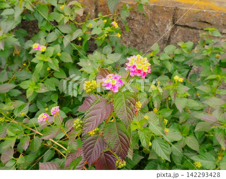ピンクと黄色のランタナ・カマラの花 伊豆大島・東京都 ピンクと黄色のランタナ・カマラの花 伊豆大島・東京都 142293428