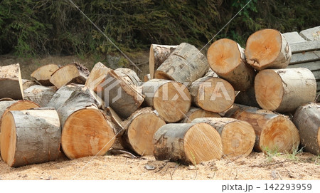 Pile of freshly cut tree logs with visible wood grain and bark Pile of freshly cut tree logs with visible wood grain and bark 142293959