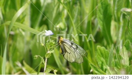 オオイヌノフグリの蜜を吸うウスバシロチョウ オオイヌノフグリの蜜を吸うウスバシロチョウ 142294120
