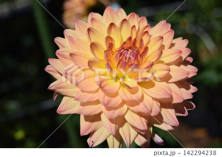 ダリアの花 142294238