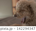 寝起きに大あくびをしているトイプードル 142294347