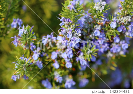 爽やか ローズマリーの花 爽やか ローズマリーの花 142294481