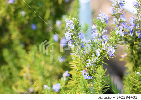 爽やか ローズマリーの花 爽やか ローズマリーの花 142294482