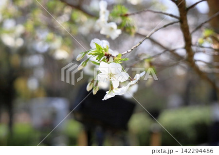 爽やか　咲始め　オオシマザクラの花 142294486