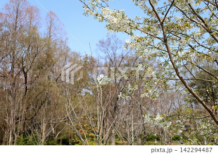 爽やか 咲始め オオシマザクラの花 爽やか 咲始め オオシマザクラの花 142294487