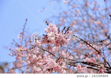 可愛い サクラの花 十月桜 可愛い サクラの花 十月桜 142294804
