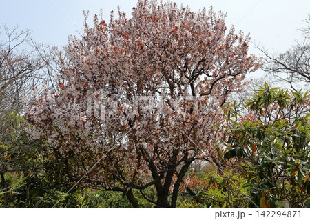 満開 爽やか ベニバスモモの花 満開 爽やか ベニバスモモの花 142294871