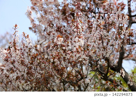 満開　爽やか　ベニバスモモの花 142294873