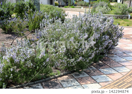 爽やか ローズマリーの花 爽やか ローズマリーの花 142294874