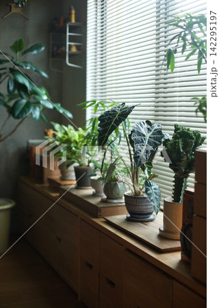 窓辺に並べた鉢植えの観葉植物 窓辺に並べた鉢植えの観葉植物 142295197