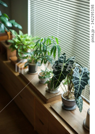 窓辺に並べた鉢植えの観葉植物 142295198