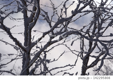 雪をまとう枝と嵐の空 雪をまとう枝と嵐の空 142295808