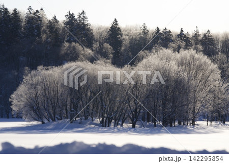 白い霧氷の茂みと雪の丘の風景 白い霧氷の茂みと雪の丘の風景 142295854