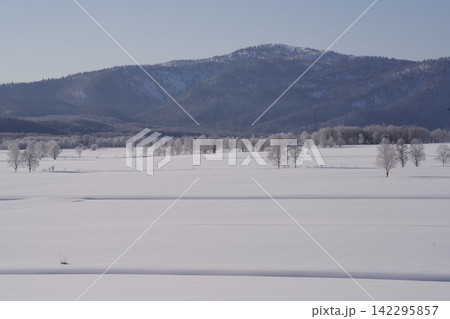 広い雪原と霧氷の並木の眺め 広い雪原と霧氷の並木の眺め 142295857