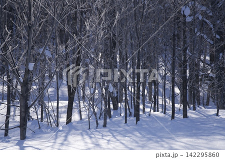 冬の林に差す光と雪の青い影 142295860