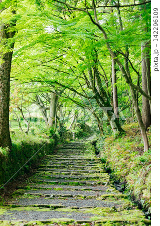 【滋賀県東近江市】百済寺 苔むす新緑の参道 【滋賀県東近江市】百済寺 苔むす新緑の参道 142296109