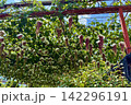 葡萄棚に実るたわわなぶどう 142296191
