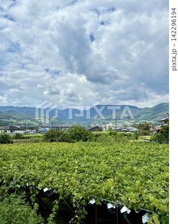 ぶどうの木がある風景 ぶどうの木がある風景 142296194