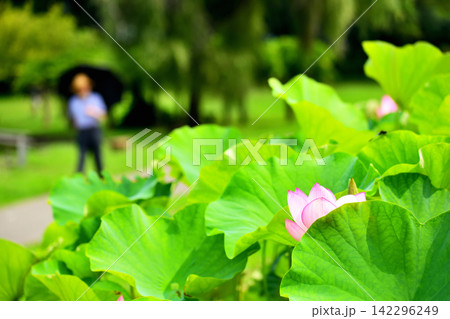 古河公方公園に咲く蓮の花 古河公方公園に咲く蓮の花 142296249