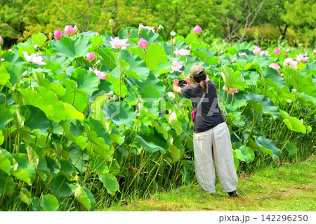 蓮池で蓮を撮影する女性 蓮池で蓮を撮影する女性 142296250