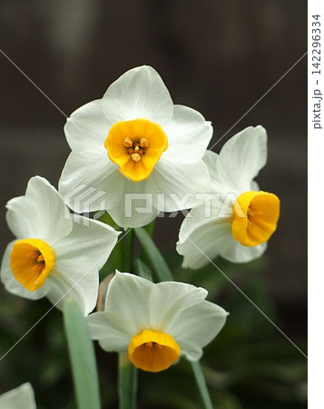 水仙の花の生態写真 142296334