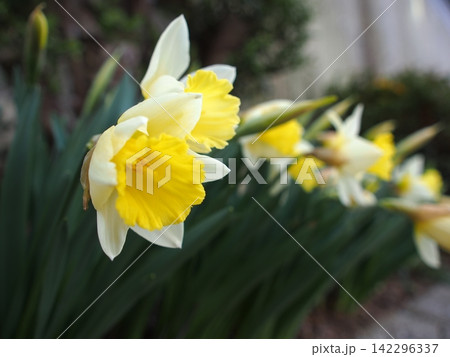 水仙の花の生態写真 水仙の花の生態写真 142296337