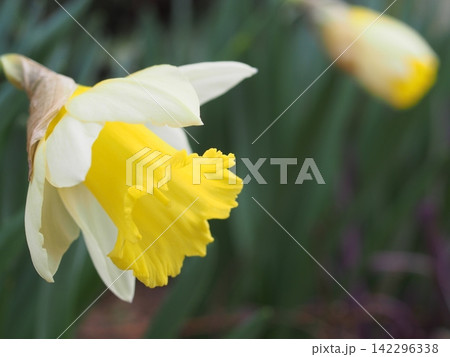 水仙の花の生態写真 水仙の花の生態写真 142296338