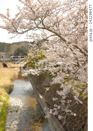 川の流れにかかる桜　バス 142296477