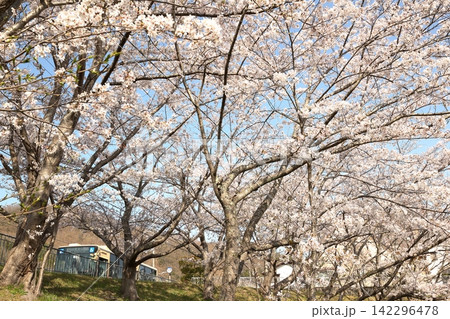 桜のある風景　バス 142296478