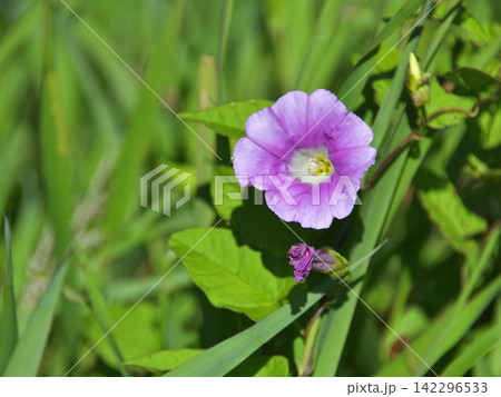 夏に見ごろの山野草花 夏に見ごろの山野草花 142296533