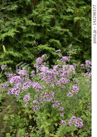 夏に見ごろの山野草花 夏に見ごろの山野草花 142296577