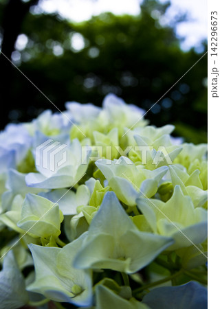 紫陽花園に白いアジサイの花が咲いています。学名はHydrangeaです。 142296673