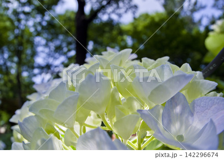 紫陽花園に白いアジサイの花が咲いています。学名はHydrangeaです。 142296674
