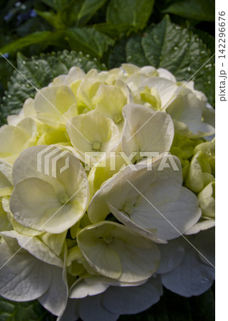 紫陽花園に白いアジサイの花が咲いています。学名はHydrangeaです。 142296676
