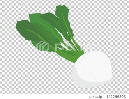 カブのイラスト 142296808