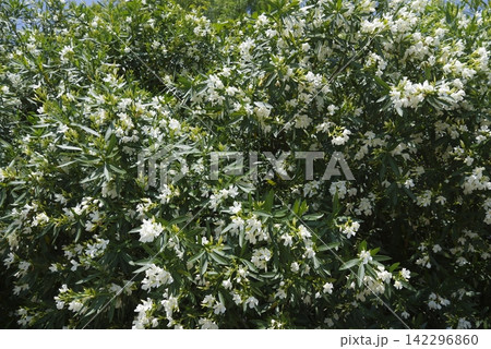 キョウチクトウ(夾竹桃、学名:Nerium oleander var. indicum)の花が咲いて キョウチクトウ(夾竹桃、学名:Nerium oleander var. indicum)の花が咲いて 142296860