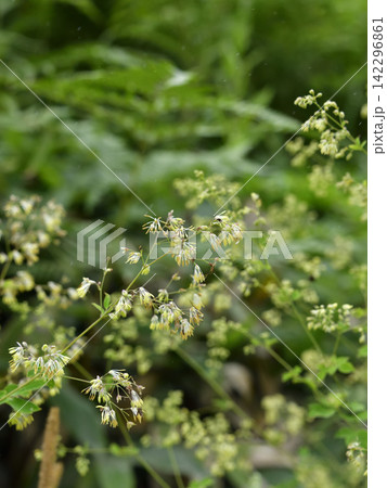 夏に見ごろの山野草花 夏に見ごろの山野草花 142296861
