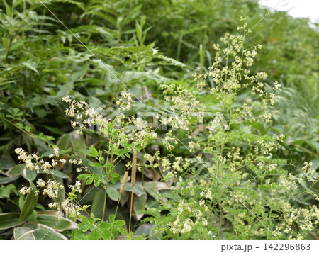 夏に見ごろの山野草花 142296863