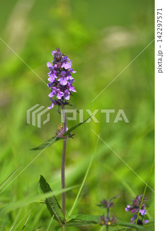 夏に見ごろの山野草花 夏に見ごろの山野草花 142297571