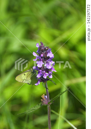 夏に見ごろの山野草花 夏に見ごろの山野草花 142297572