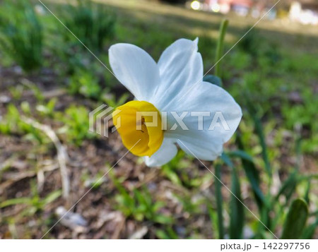 スイセンの花 142297756