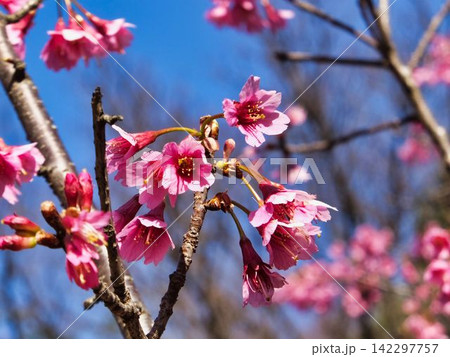 カンヒザクラの花 142297757