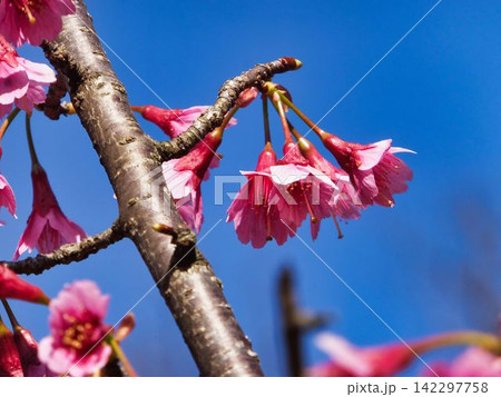 カンヒザクラの花、青空を望む カンヒザクラの花、青空を望む 142297758