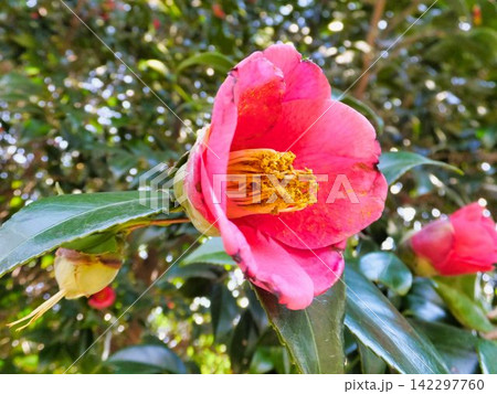 ツバキの花 142297760