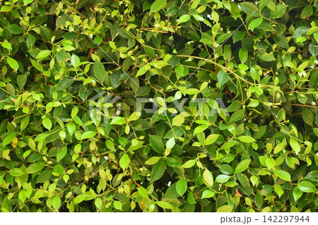 fresh green leaf tree background, natural wall decoration of home fresh green leaf tree background, natural wall decoration of home 142297944